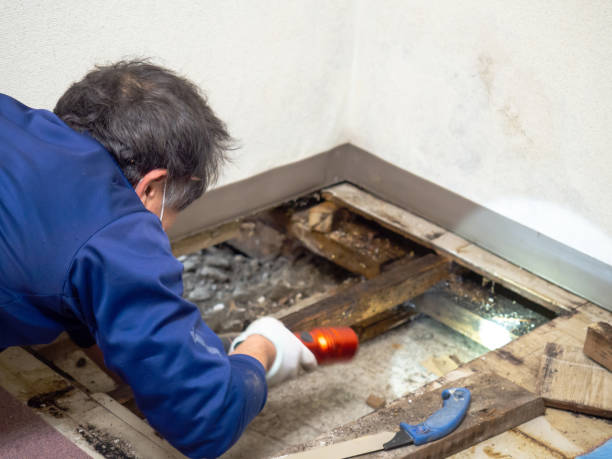 Best Local Mold Removal Service  in Lincoln Center, KS