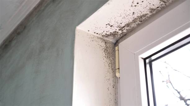 Best Attic Mold Removal  in Lincoln Center, KS