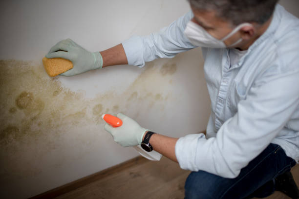 Best Fast Mold Removal  in Lincoln Center, KS