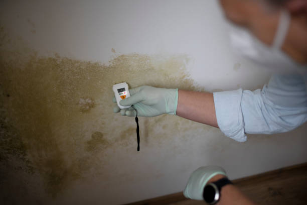 Best Fast Mold Removal  in Lincoln Center, KS