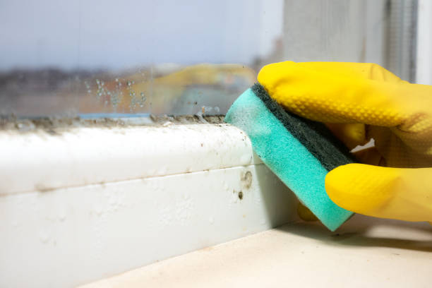 Best Mold Removal and Inspection  in Lincoln Center, KS