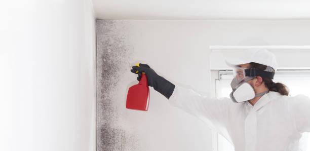 Best Mold Removal Specialists  in Lincoln Center, KS