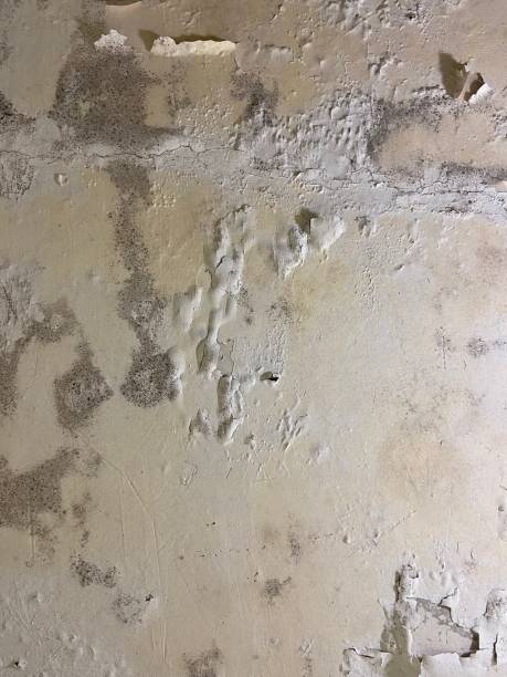 Best Affordable Mold Removal  in Lincoln Center, KS