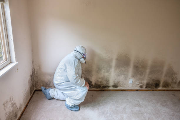Certified Mold Removal in Lincoln Center, KS