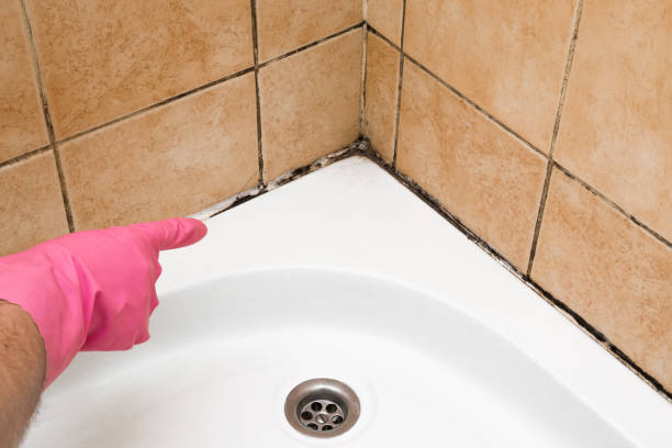 Best Certified Mold Removal  in Lincoln Center, KS